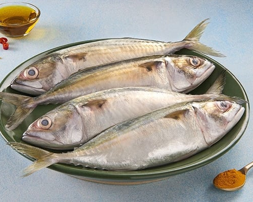 Mackerel