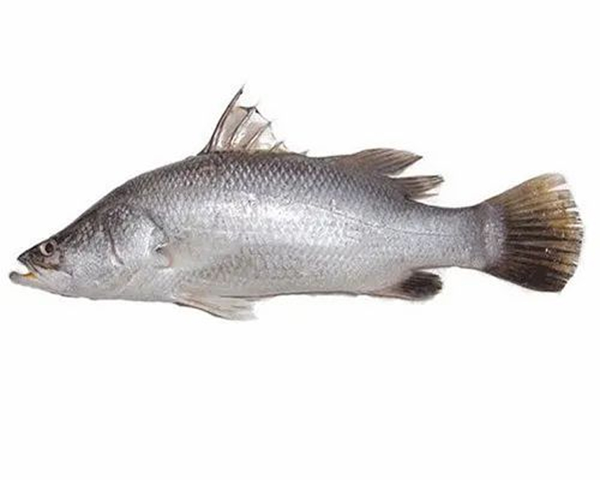 Sea Bass